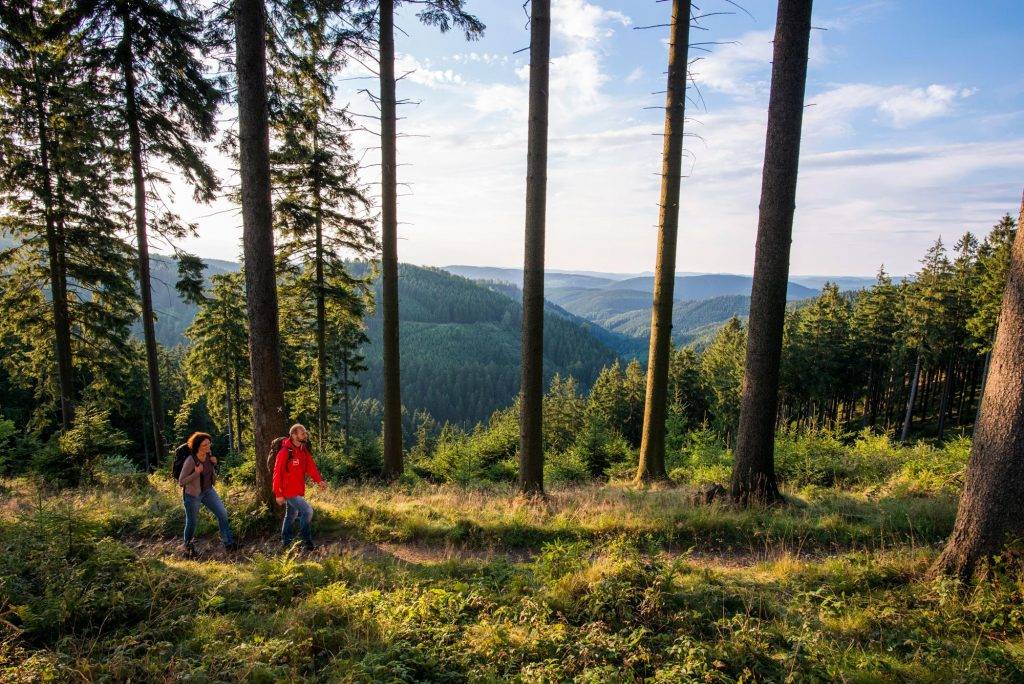 Wanderer unterwegs auf dem Rothaarsteig. Auch bekannt unter dem Titel „Weg der Sinne“, führt der Weitwanderweg auf 154 Kilometern von Brilon im Sauerland bis nach Dillenburg in Hessen. Unterwegs bieten sich traumhafte Aussichten, erstaunliche Naturphänomene und vor allem jede Menge abwechslungsreiche Wanderkilometer auf schmalen Pfaden durch die Natur.